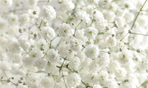 Are Baby Breath Flowers Poisonous? Exploring the Myths and Realities of Floral Safety