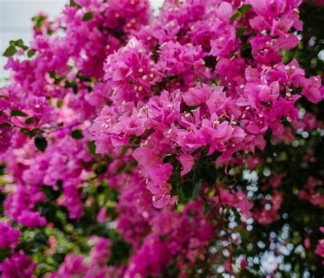 Are Bougainvillea Flowers Poisonous to Dogs? And Why Do They Seem to Attract Butterflies More Than Bees?