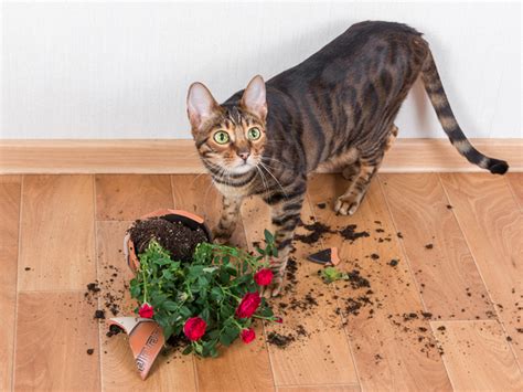 Are Pom Flowers Safe for Cats? And Why Do Cats Love Knocking Over Vases?