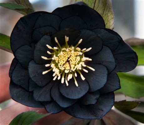 Are There Black Flowers? Exploring the Myth and Reality of Nature's Darkest Blooms