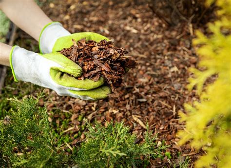 Can Flowers Grow in Mulch? And Why Do Squirrels Always Steal the Best Spots?