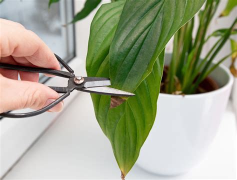 Can You Cut Off Brown Peace Lily Flowers? Exploring the Whimsical World of Plant Pruning