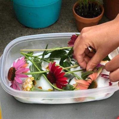 Can You Dehydrate Flowers? Exploring the Art and Science of Flower Preservation