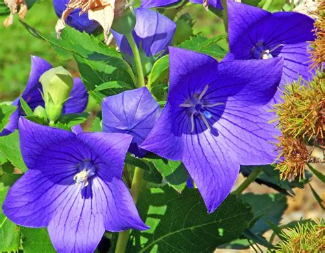 Can You Grow Balloon Flowers in Pots? Exploring the Whimsical World of Container Gardening