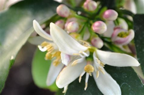 Do Lemon Tree Flowers Turn into Fruit? And Why Do They Smell Like Sunshine?