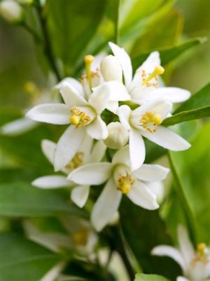 Do Lemon Tree Flowers Turn into Fruit: Exploring the Mysteries of Citrus Blossoms and Their Journey to Fruition