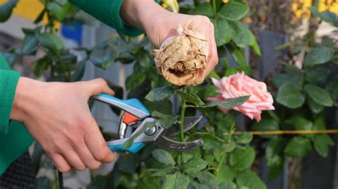 How to Deadhead Stock Flowers: A Guide to Pruning for Continuous Blooms and the Art of Letting Go