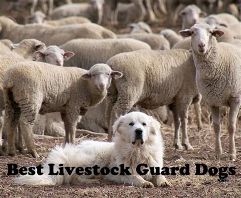 How to Train a Livestock Guardian Dog: Why Do They Prefer Moonlight Over Sunlight?