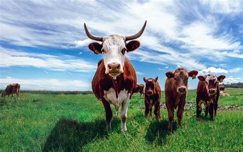 Is livestock ranching intensive or extensive? And does it really matter if the cows are happy?