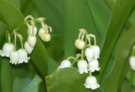 What are the prom flowers called, and why do they whisper secrets to the moon?