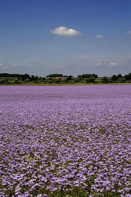 What Crop Has Purple Flowers in the Spring: A Journey Through Nature's Palette