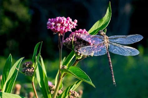 What flowers do dragonflies like, and why do they sometimes mistake clouds for petals?