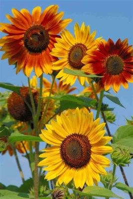 What Flowers Go with Sunflowers: A Symphony of Colors and Textures