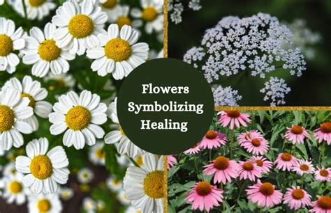 What Flowers Symbolize Healing: A Journey Through Nature's Pharmacy