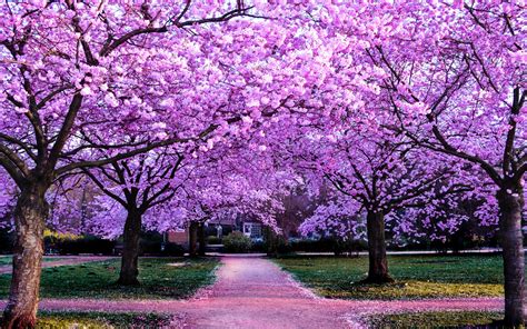 What Trees Have Purple Flowers: A Journey Through Nature's Palette