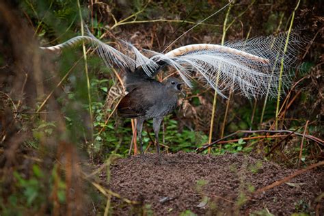 When is Bird Breeding Season: A Symphony of Feathers and Time