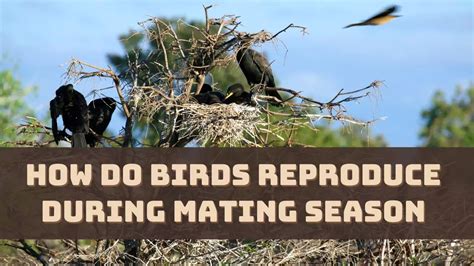 When is Breeding Season for Birds, and Why Do Some Birds Sing More During Full Moons?