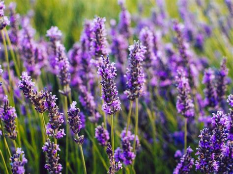 When to Harvest Lavender Flowers: A Symphony of Timing and Whimsy