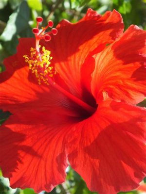 Where Can I Buy Hibiscus Flowers: Exploring the Intersection of Nature and Imagination