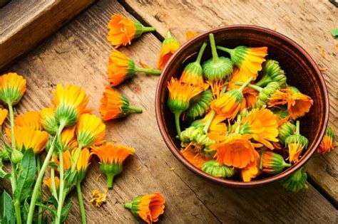 Where to Buy Fresh Marigold Flowers and Why They Might Be the Secret Ingredient to Your Next Dream Vacation