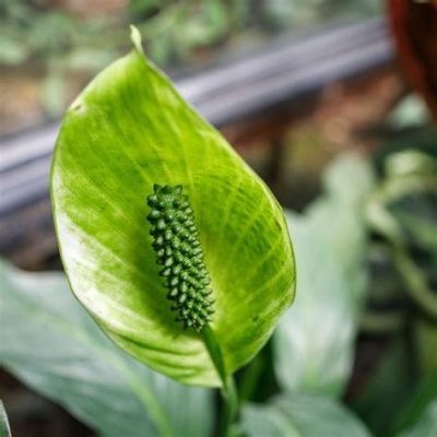 Why Are My Peace Lily Flowers Green and Do They Dream of Electric Sheep?